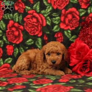 Solomon, Miniature Poodle Puppy